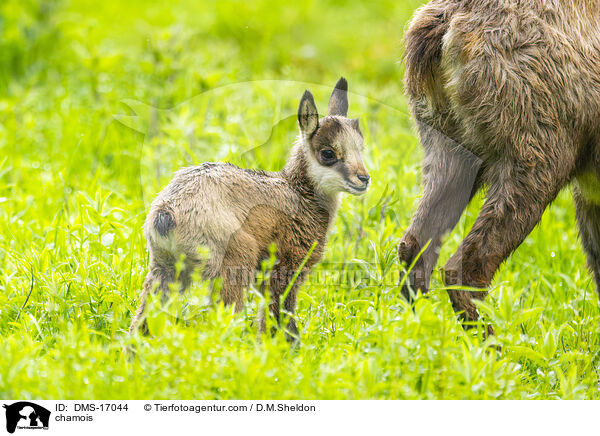 chamois / DMS-17044