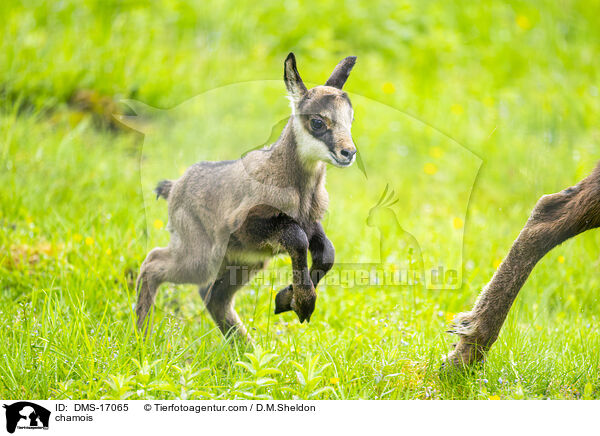 Gmse / chamois / DMS-17065