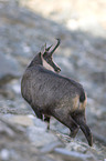 chamois
