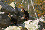 chamois