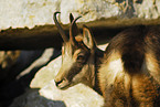 chamois
