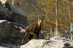 chamois