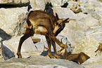 chamois