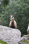 chamois