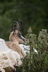 chamois
