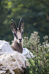 chamois