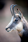chamois