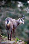 chamois
