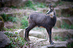 chamois