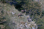 chamoises