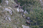 chamoises