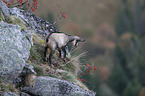 chamois