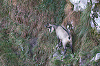 chamois