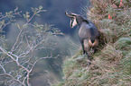 chamois