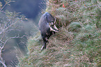 chamois