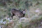 chamois