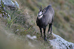 chamois