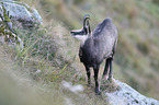 chamois