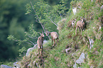 chamoises