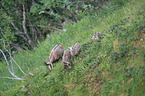 chamoises