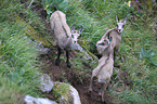 chamoises