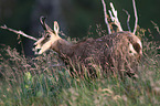 chamois