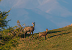 chamoises