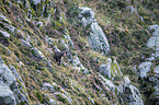 chamois