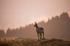 chamois