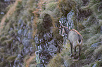 chamois