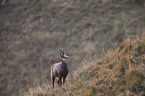 chamois
