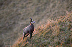 chamois