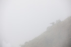 chamois