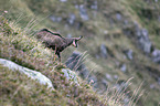 chamois