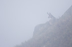 chamois