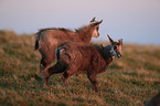 young chamoises