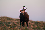 chamois