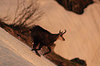 chamois
