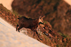 chamois