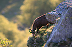 chamois