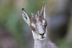 young chamois