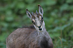 young chamois