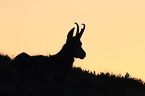 chamois