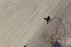 chamois