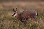 standing Chamois