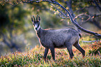 standing Chamois