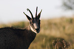 Chamois in the nature