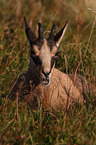 lying Chamois