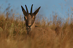 lying Chamois