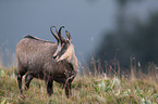 standing Chamois